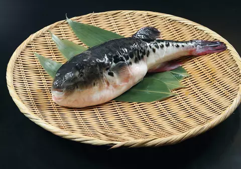 Ce este peștele fugu și de ce poți muri dacă nu e preparat corect