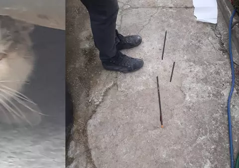 Mai multe pisici din Ilfov, vânate cu arbaleta. Poliția face verificări