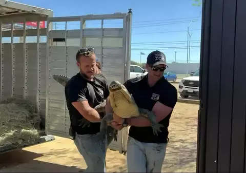 O grădină zoologică din Texas a recuperat un aligator furat când era ou, în urmă cu 20 de ani