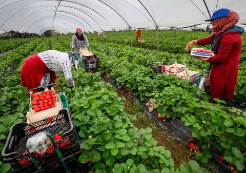 „Nu e o fermă izolată, ci o situație răspândită”. Abuzurile asupra muncitorilor din fermele de căpșuni din Spania, dezvăluite într-un raport