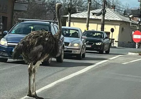 Un struț a scăpat din mașina proprietarului, la Găești, și a fost găsit în piață. Imagini virale cu pasărea prin oraș