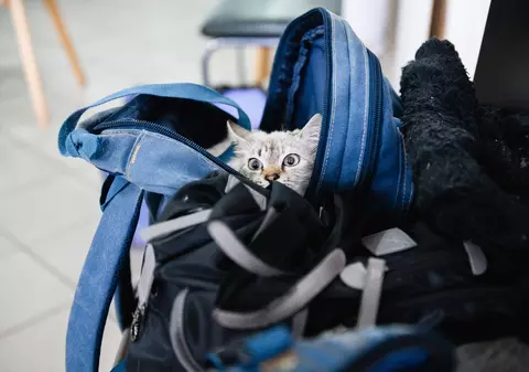 O rusoaică a îmbrăcat o pisică în haine de bebeluș pentru a transporta droguri. Ce a dat-o de gol