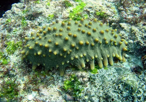 Cinci oameni arestați în Japonia pentru furtul a 600 de kilograme de castraveți de mare. Cu cât se vinde delicatesa