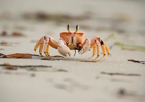 Ce înseamnă când visezi rac