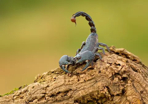 Ce înseamnă când visezi scorpion