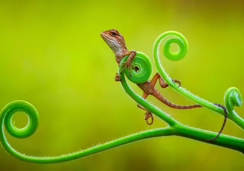 Ce înseamnă când visezi șopârlă