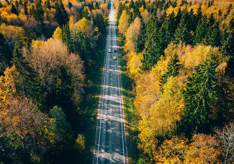 Fenomenul care afectează Europa și se extinde tot mai mult: pădurile „ruginesc” încă din timpul verii. Care este cauza