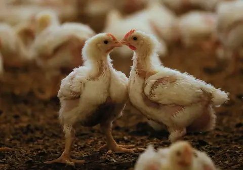 Utilizarea antibioticelor în fermele de animale scade rezistența sistemului imunitar la om - studiu