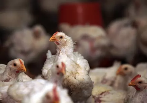 Un bărbat din China a fost condamnat la închisoare pentru că a speriat până la moarte găinile vecinului