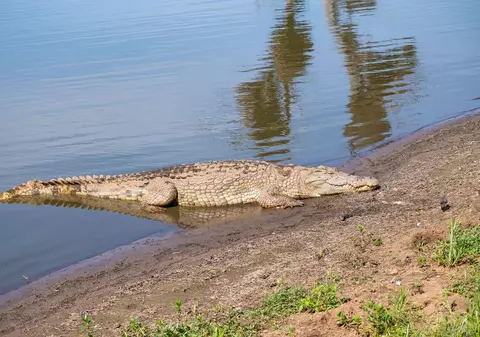 Trei bărbați au fost arestați în Africa de Sud, după ce au furat un crocodil de 2,5 metri