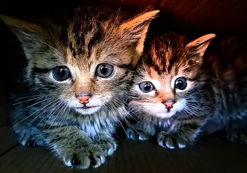 Au salvat doi pisoi găsiți pe un traseu montan în Vrancea. La veterinar au aflat că sunt, de fapt, pisici sălbatice