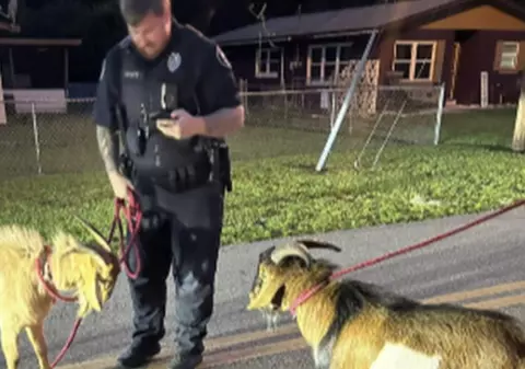 „Luptă în desfășurare”. Ofițerii dintr-un oraș din Florida, chemați prin apel de urgență să despartă două capre