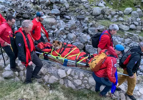 Rocky, un câine care a urcat cu proprietarii săi pe munte, a fost „prea obosit” ca să mai coboare, în Marea Britanie. Au fost chemați salvamontiștii