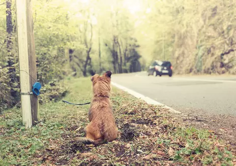 Ce amendă riscă românii care își abandonează animalele de companie