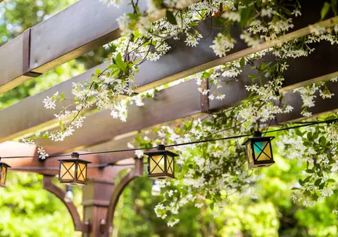 Ce plante căţărătoare poţi creşte în grădina ta