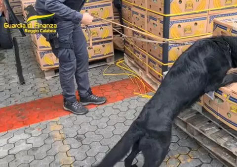 Aproape trei tone de cocaină „de cea mai pură calitate”, în valoare de 800 de milioane de euro, găsite în containere cu banane, în Italia