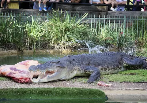 Un australian a reușit să scape cu viață, după ce și-a scos capul dintre fălcile unui crocodil
