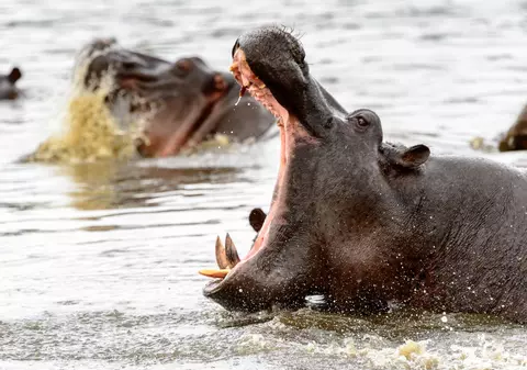 Un copil de 1 an a murit și 23 de persoane sunt dispărute după ce un hipopotam a atacat o ambarcațiune pe un râu din Malawi