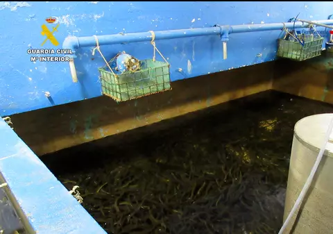 Poliția din Spania și Franța a destructurat o rețea internațională care făcea trafic cu țipari. Cu cât se vinde un kilogram pe piața neagră