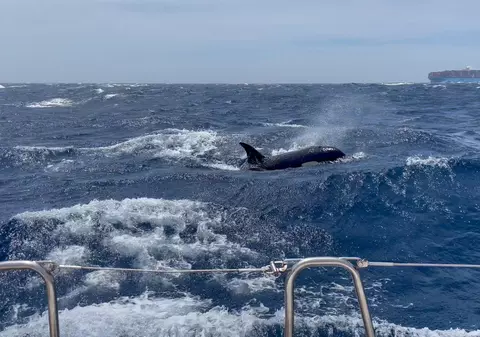 Ambarcațiune grav avariată de o balenă ucigașă în largul coastelor Spaniei. Atacurile s-au intensificat în ultima perioadă