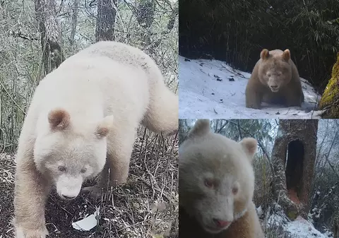 Singurul exemplar cunoscut de panda uriaș albinos, fotografiat în sălbăticie, în China