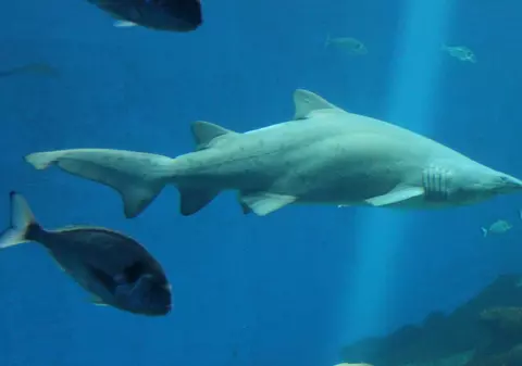 Egiptenii au mumificat un rechin care a ucis un turist rus în staţiunea Hurghada. În urmă cu un an, o româncă şi-a pierdut viaţa după un alt atac