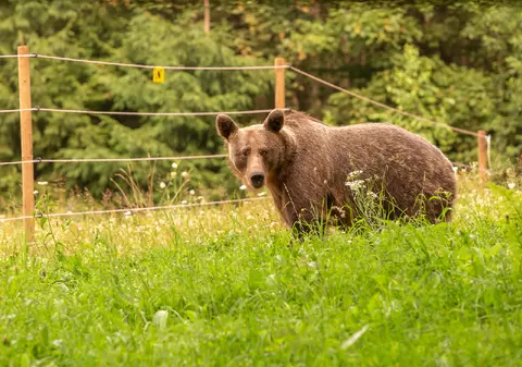 Achiziționarea și instalarea sistemelor de protecție (garduri electrice) pentru animalele domestice, pentru culturile agricole și bunurile materiale