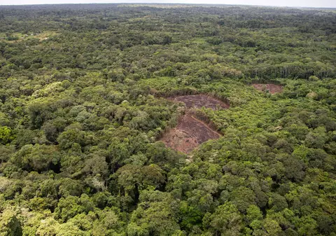 Raport despre modul în care este distrusă jungla tropicală: „Pierdem 11 terenuri de fotbal în fiecare minut”