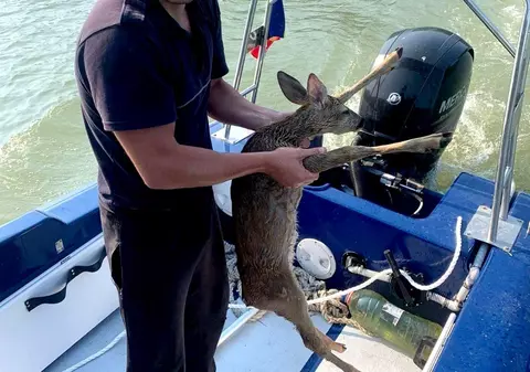 Un pui de căprioară a fost salvat de la înec de poliţiştii de frontieră din Timișoara