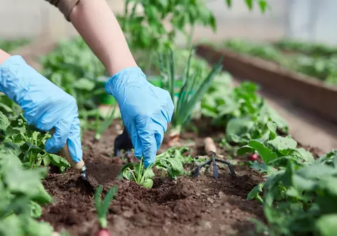 Ce poţi cultiva în grădină în luna august