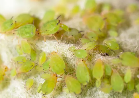 Ce sunt afidele și cum poți scăpa de ele