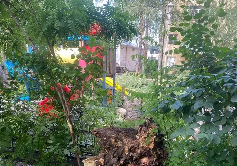 Un copil a fost rănit la locul de joacă după ce un copac s-a rupt şi a căzut peste el, la Suceava. FOTO