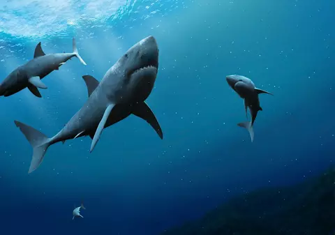 Curiozități despre rechini. Lucruri mai puțin știute despre rechini