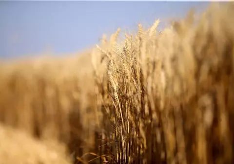 Cotația grâului a crescut semnificativ după ce Kremlinul a anunțat că se retrage din acordul de export al cerealelor prin Marea Neagră