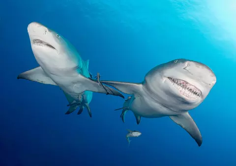 "Le dă foc la creier". Rechini "drogați" cu cocaina aruncată de traficanți în largul coastelor Floridei