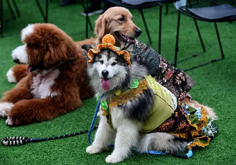 O somptuoasă „nuntă” de câini a declanșat un val de indignare în Indonezia. Câți bani au cheltuit proprietarii animalelor pe ceremonie | VIDEO