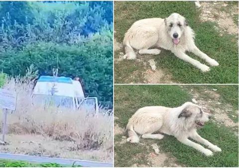 Veterinar surprins când abandonează un câine, pe un câmp de lângă Timișoara. A fost amendat de polițiști și pus să-l recupereze