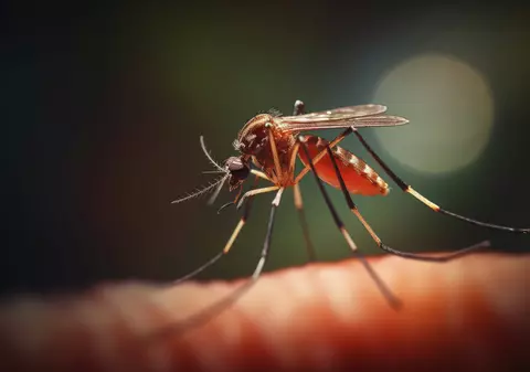 Virusul West Nile, transmis prin înțepătura țânțarilor, a ucis trei români, în doar o săptămână