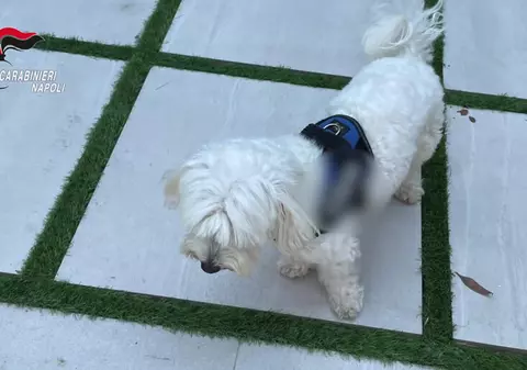 Șef mafiot din Camorra, prins după ce a fost dat de gol de cățelul iubitei. Era căutat de un an și jumătate