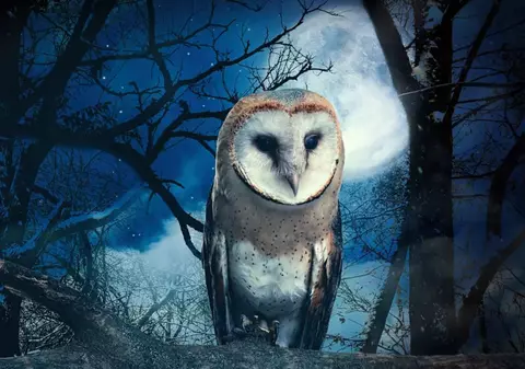 Ce animal spiritual îți ghidează pașii în viață, în funcție de data nașterii