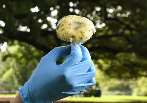 O femeie din Australia este acuzată că și-a ucis socrii oferindu-le ciuperci otrăvitoare. Trei oameni au murit după ce au mâncat prânzul gătit de ea