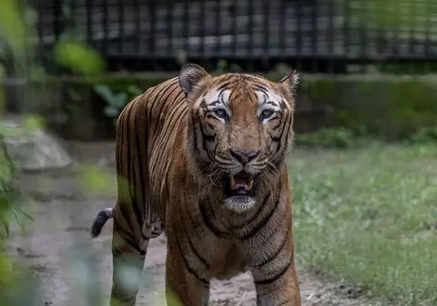 Un bărbat a fost mușcat de tigru la Grădina Zoologică din Bârlad. Victima a încercat să provoace animalul