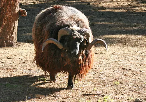 În Bulgaria s-a deschis prima „academie de ciobani”. Ce se studiază