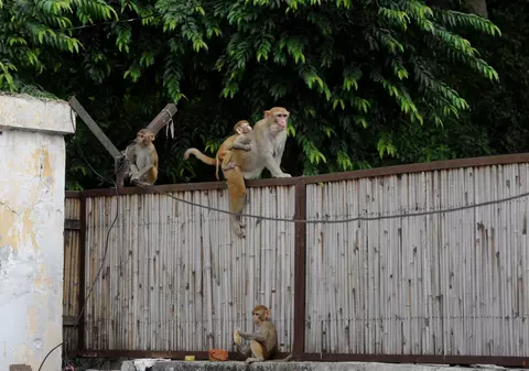 „Oamenii-maimuță”, soluția inedită găsită de India pentru a alunga macacii de pe străzi în timpul desfășurării summitului G20