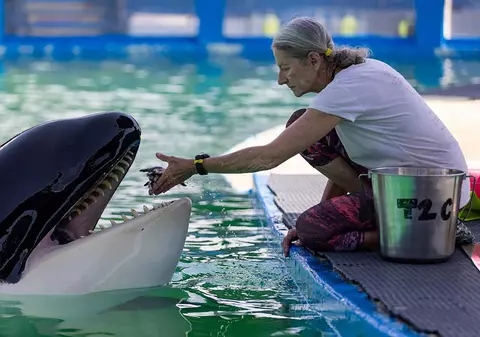 După 50 de ani de captivitate, orca Lolita a murit, chiar înainte de a fi eliberată în Pacific. VIDEO