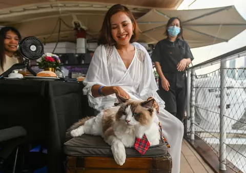 Croaziere luxoase alături de pisici, ultimul trend în turismul din Singapore. Cât costă un bilet pentru mâțe răsfățate precum Coco, Bobo și Mahmud | VIDEO