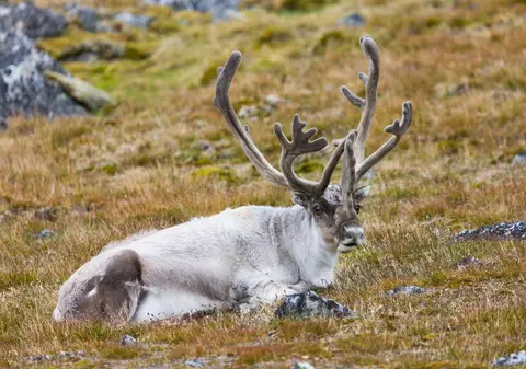 Rusia cere Norvegiei despăgubiri pentru renii care trec frontiera și caută hrană pe pășunile sale. La cât se ridică suma