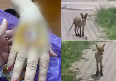 Femeie mușcată de un șacal în parcul de lângă Primăria Arad. Acesta i-a atacat întâi cățelușa