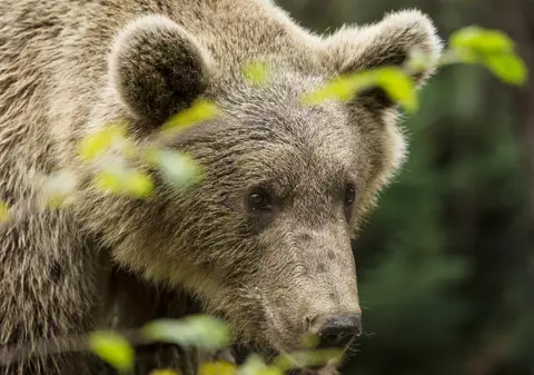 Urs lovit mortal pe autostrada A3, în județul Cluj. Un TIR și o mașină au suferit pagube