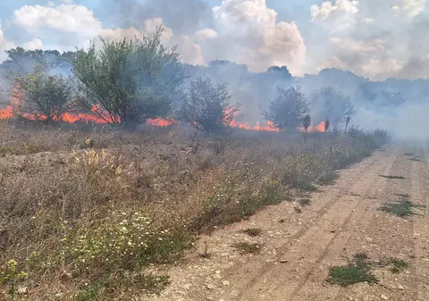 Incendiu masiv lângă Pădurea Băneasa. Sunt afectate 30 de hectare